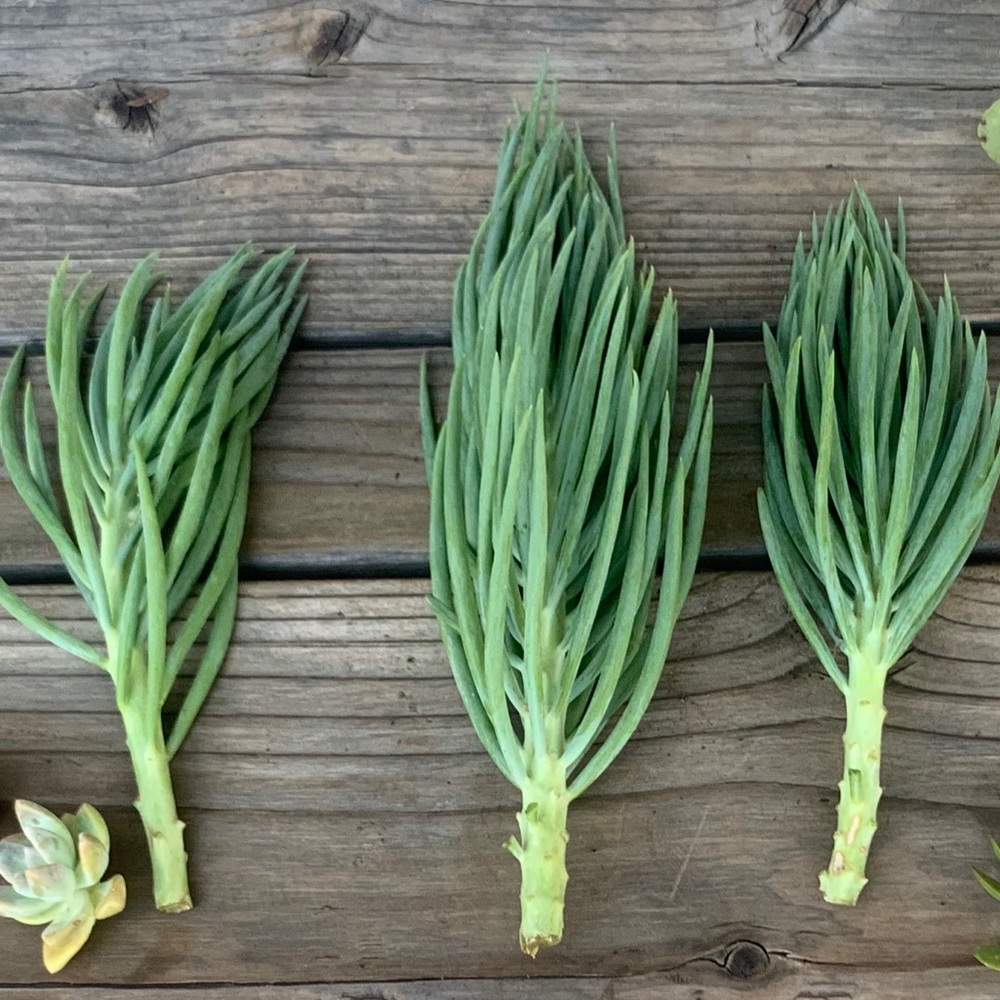 Mermaid tail succulents